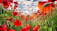 Poppy Drive: Please remember that you can make Remembrance Day donations to the Legion’s Poppy Drive via SchoolCash.   Click here to login to your SchoolCash account.       You […]